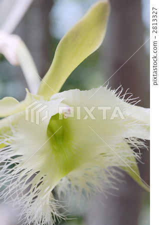 Lincorelia Tigbiana Lincorelia Tigbiana 2813327