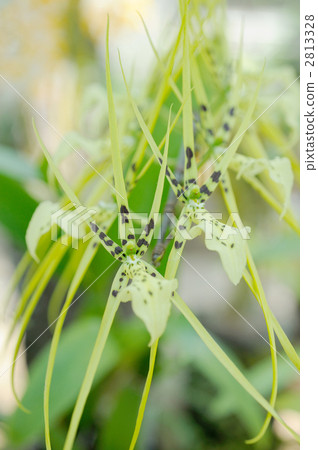 Brassia·Belcoa Brassia·Belcoa 2813328