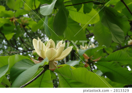 May Moon和Magnolia家族01 May Moon和Magnolia家族01 2813329