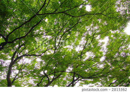 May Momiji · Aceraceae 28 fresh green 2813362