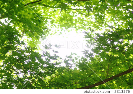 May Momiji·Aceraceae 42鮮綠色 May Momiji·Aceraceae 42鮮綠色 2813376