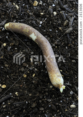 Gloosa bulbs Gloosa bulbs 2813606