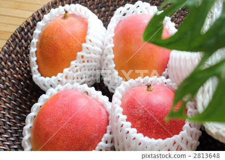 Apple Mango 2813648