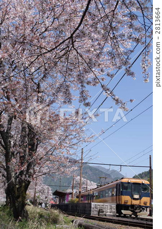 The Oigawa Railway 16000 series leaving Sakuraguyama station of cherry blossoms in full bloom 2813664