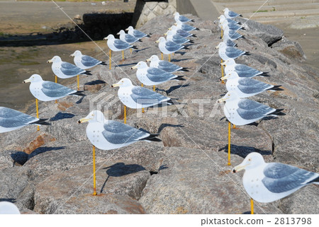 gull, gulls, sea gull 2813798