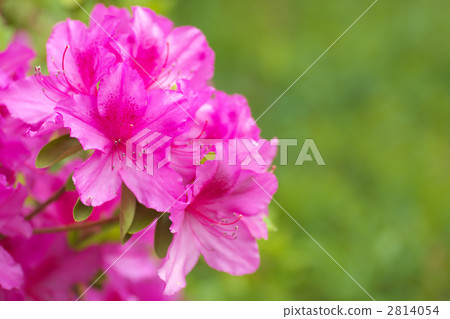 Azalea 2814054