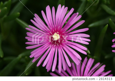 trailing ice plant, fig marigold, bloom 2814313