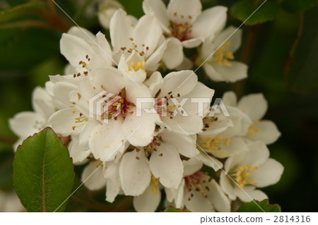 也多山楂 車輪梅豬苓 花朵 2814316