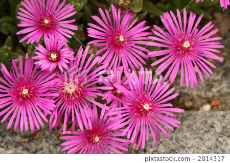 拖尾製冰廠 萬壽菊 花朵 2814317