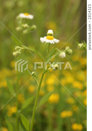 common fleabane, philadelphia fleabane, erigeron philadelphicus 2814323
