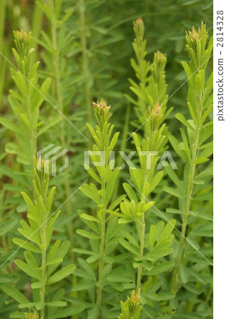 多年生植物 多年草 多年草本植物 2814328