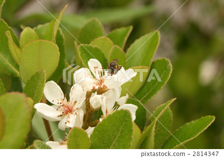 yeddo hawthorn, rhaphiolepis umbellata, hamamokkoku 2814347