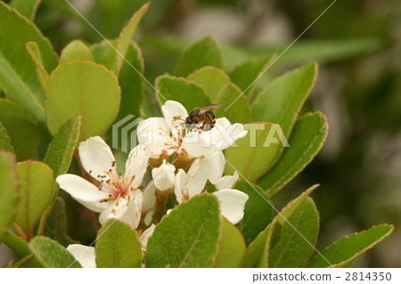 bee, hive bee, honeybee 2814350