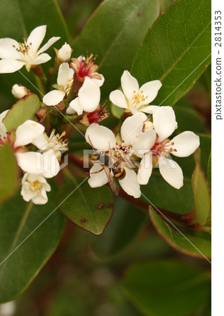 yeddo hawthorn, rhaphiolepis umbellata, hamamokkoku 2814353