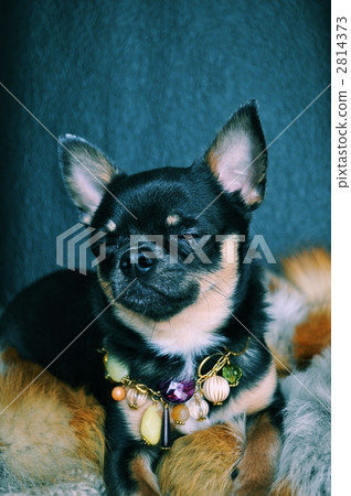 smooth coat chihuahua, dog, dogs 2814373