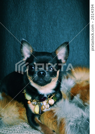 smooth coat chihuahua, dog, dogs 2814394