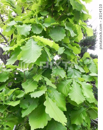 Kashiwa no Ki (Kashiwa Mochi Leaf) Tango no Sekku 2814510