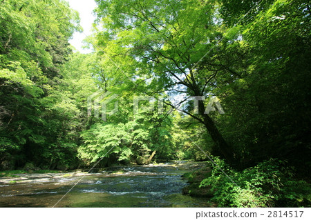 菊池溪谷 風景 原始森林 2814517