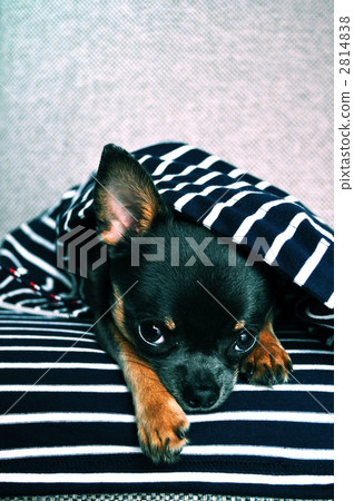smooth coat chihuahua, chihuahua, dog 2814838