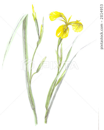 Yellow eye mask Kishoub 2814953