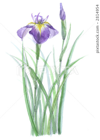 花虹膜花信 2814954