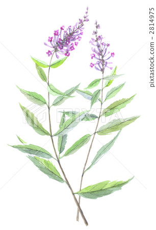 Fuji Kaki Fuji Utsugi 2814975