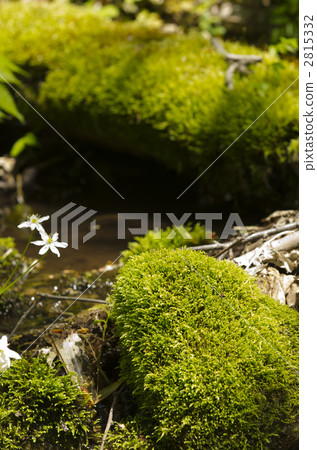 Primitive forest covered with moss 2815332