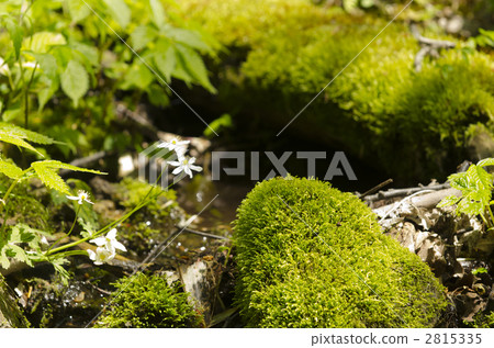 Primitive forest covered with moss 2815335