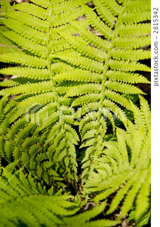 蕨類 2815342