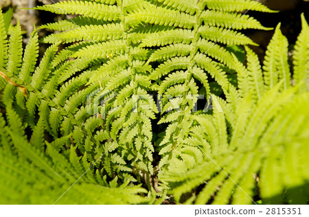 蕨類 2815351