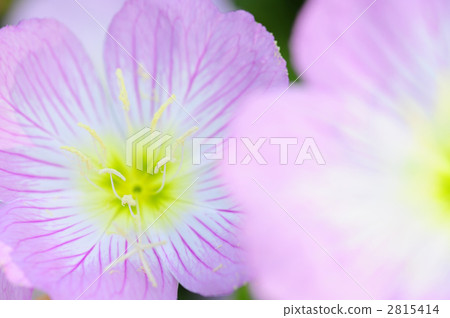 月見草桐 月見草桐 2815414