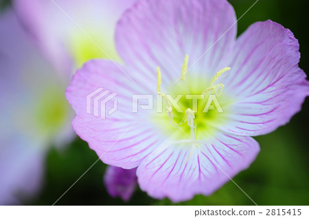 月見草桐 2815415