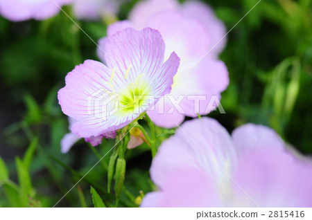 月見草桐 2815416