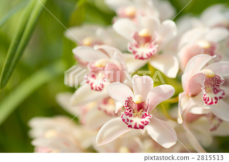 Up of pink color of cymbidium 2815513