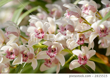 Pink cymbidium 2815515