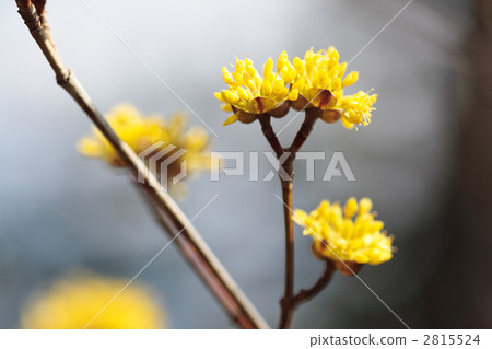 三水之花 三水之花 2815524