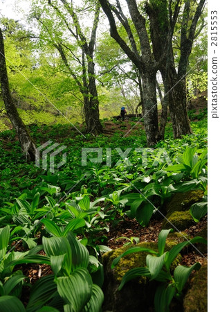 Forest of Baiquaisau Forest of Baiquaisau 2815553