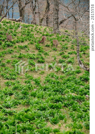 餅乾和鹿 2815558