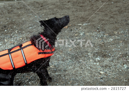 平塗獵犬 2815727