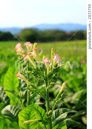 Cigarette Flower 2815750