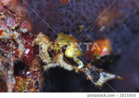 侏儒海水管 2815850