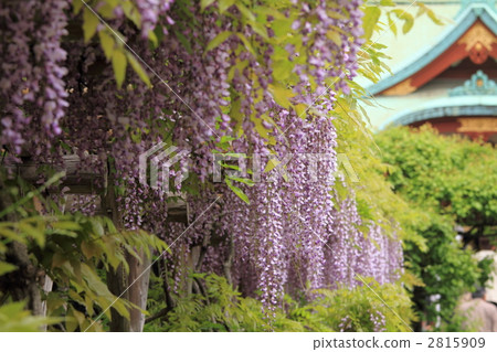 紫藤花（龜戶天神） 2815909