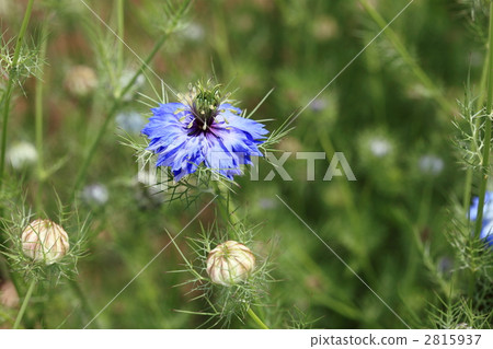 Nigella (Yoyogi Park) 2815937