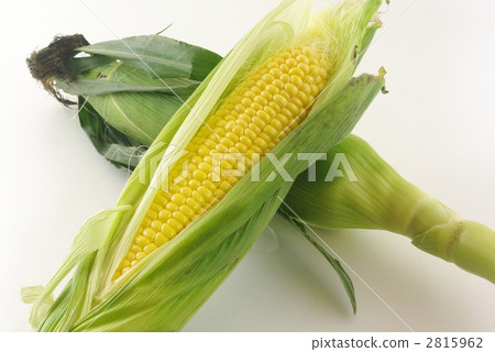 玉米 玉米 2815962