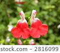 櫻桃鼠尾草 一串紅 花朵 2816099