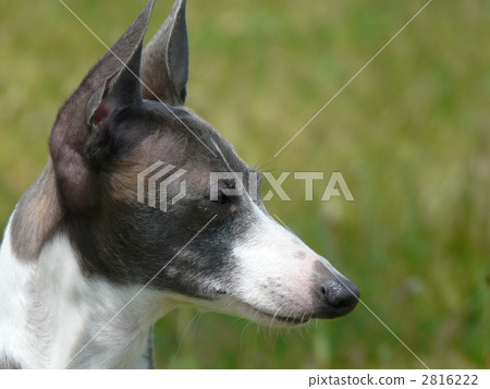 Italian Greyhound Italian Greyhound 2816222