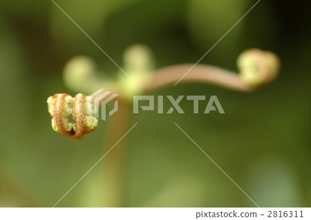 Koshida's bud Koshida's bud 2816311