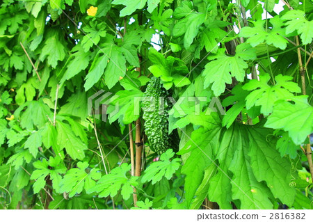 bitter gourd, bitter melon, bitter squash 2816382