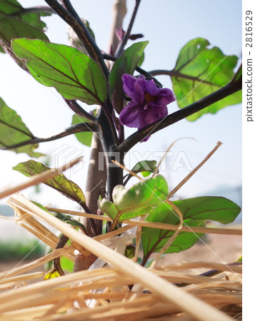 茄子花 茄子花 2816529