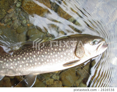 岩魚 岩魚 2816538